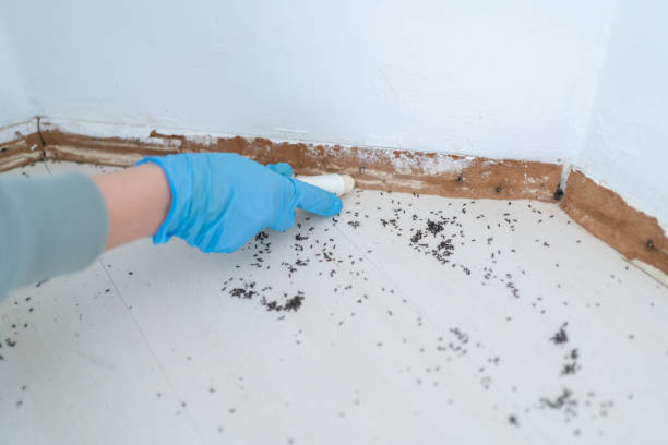 Best Mosquito Control Services  in Sylvania, GA